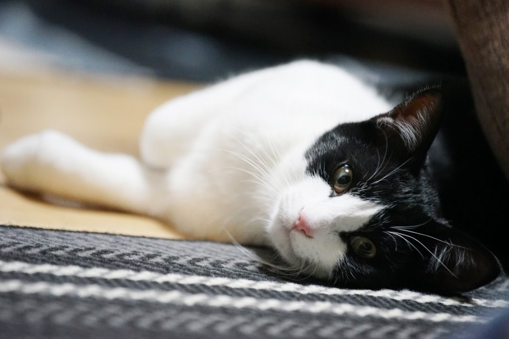 Why Japanese Characters Feel Lonely